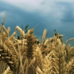 Профессиональный анализ игровых механик слота Sky Bounty