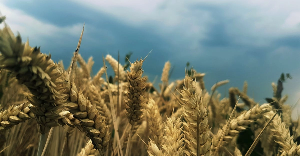 Профессиональный анализ игровых механик слота Sky Bounty